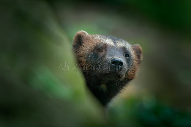 Detail portrait of wild wolverine. Face portrait of wolverine. Hidden Wolverine in Finland tajga. Animal in stone forest. Raptor i forest. Detail portrait of wild wolverine. Face portrait of wolverine. Hidden Wolverine in Finland tajga. Animal in stone forest. Raptor i forest.