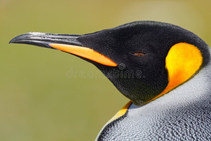 Szczegółu portret królewiątko pingwin w Antarctica Głowa pingwin Ptak od Falkland wysp