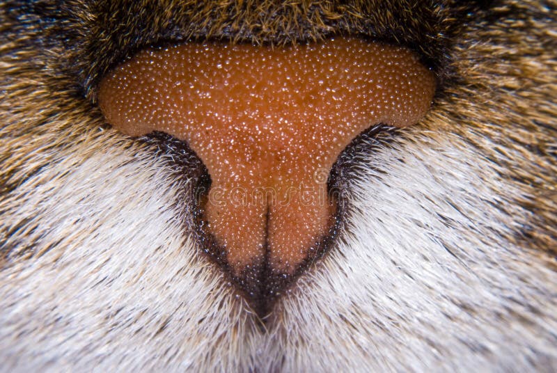 Szczegóły kocich nos