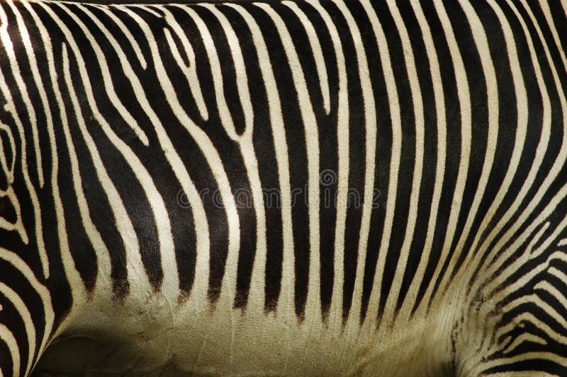 Detail of zebra skin background. Detail of zebra skin background