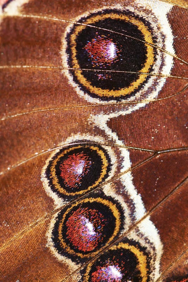 Szczegółów abstrakcjonistyczni motyli skrzydła