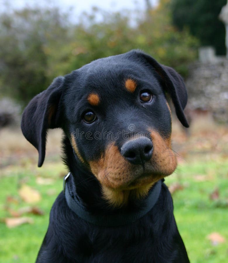 Profil of puppy purebred mastiff rottweiler: dangerous watching dog. Profil of puppy purebred mastiff rottweiler: dangerous watching dog