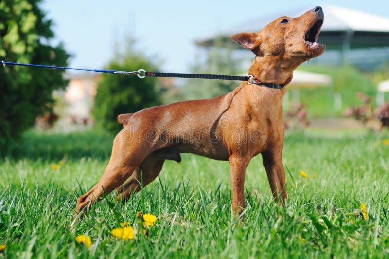Szczeniak Miniaturowego Pinscher szczekanie obraz stock