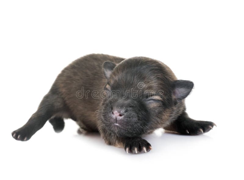 New born pomeranian in front of white background. New born pomeranian in front of white background