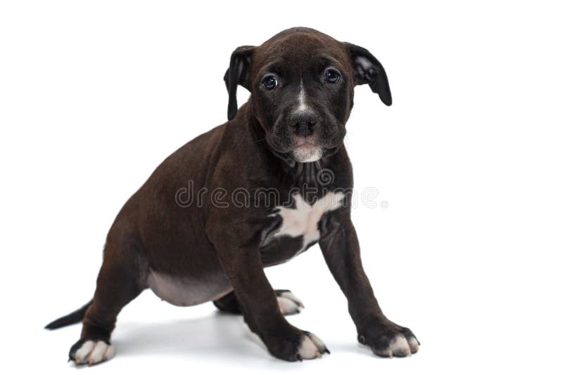 Szczeniak Staffordshire Terrier obraz stock Szczeniak Staffordshire Terrier obraz stock