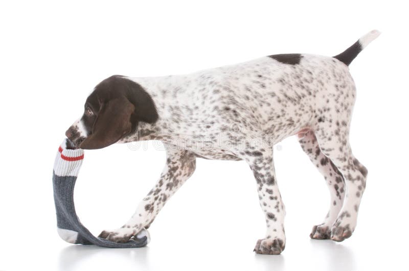 naughty german shorthair pointer puppy chewing on a sock. naughty german shorthair pointer puppy chewing on a sock