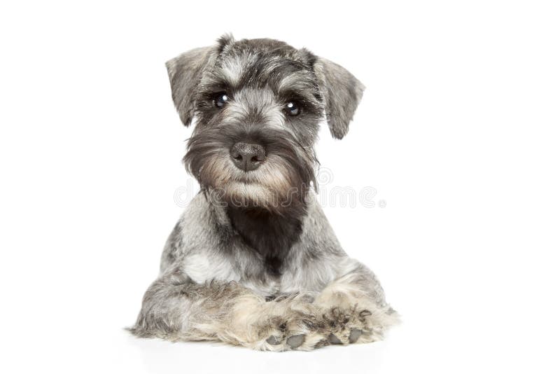 Szczeniaka miniaturowy schnauzer zdjęcia royalty free