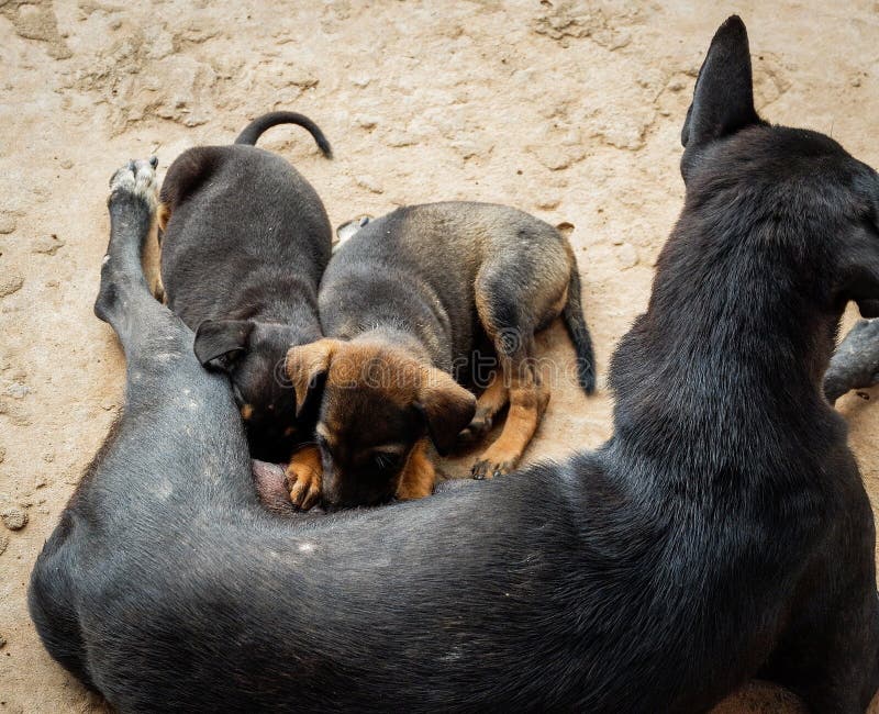 Szczeniaka pies ssa mleko fotografia royalty free