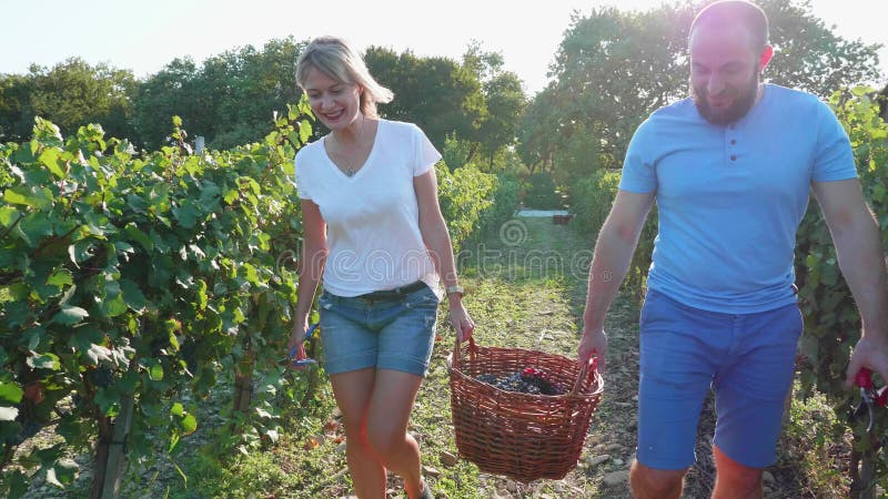 Szczęśliwa para rolnicy niesie kosz winogrono przy winnicą