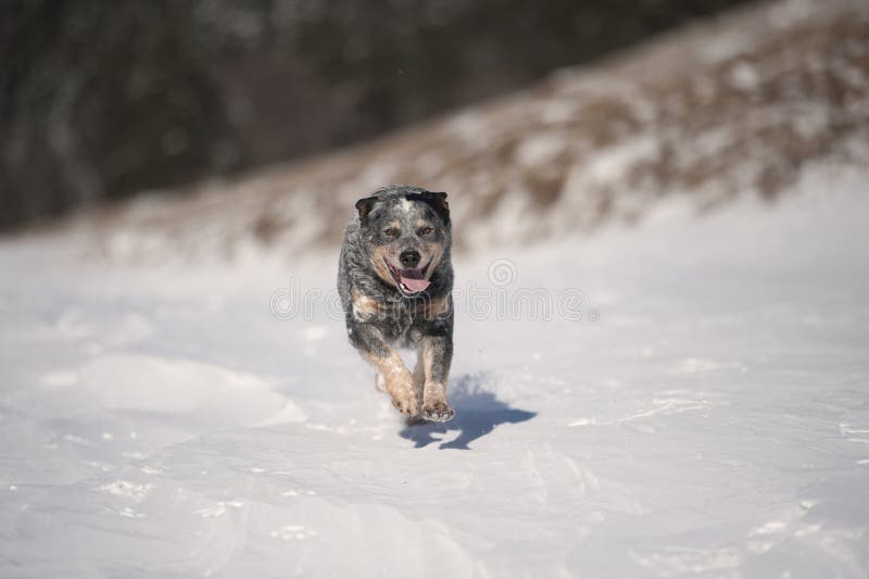 Australian Cattle Dog ACD running in snow. He is a medium-sized, short-coated dog, his color makes him old look. He has ears back and caught in motion. Australian Cattle Dog ACD running in snow. He is a medium-sized, short-coated dog, his color makes him old look. He has ears back and caught in motion.