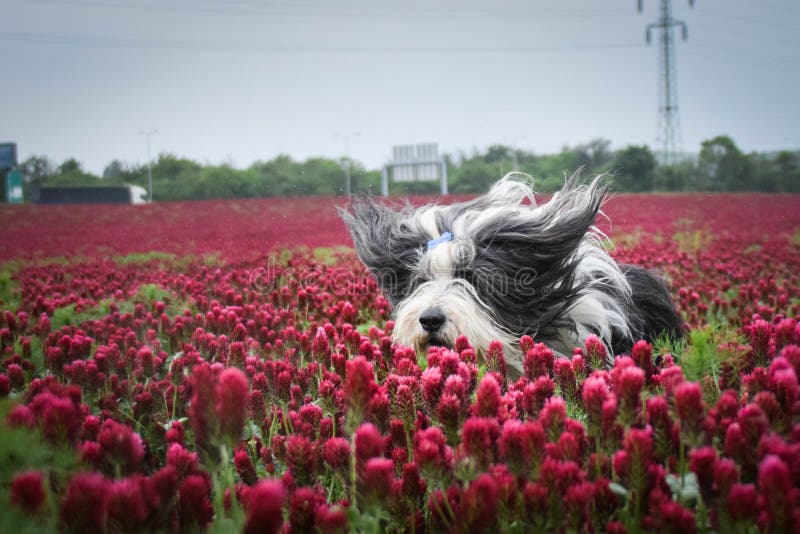 Szczęśliwy brodaty collie na polu kwiatów