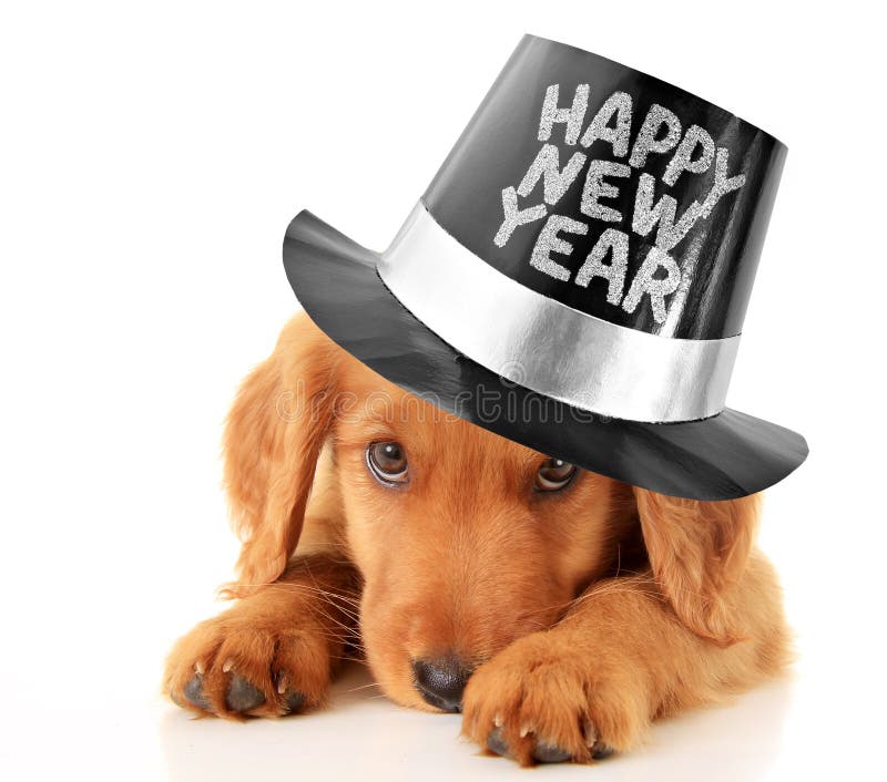 Shy puppy wearing a Happy New Year top hat. Shy puppy wearing a Happy New Year top hat.