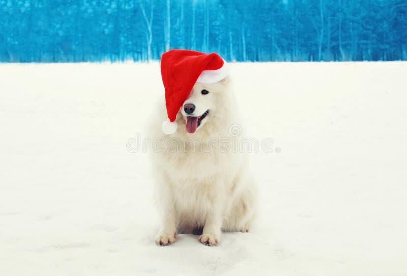 Szczęśliwy rozochocony biały Samoyed pies jest ubranym czerwonego Santa kapelusz na śniegu w zimie zdjęcia stock Szczęśliwy rozochocony biały Samoyed pies jest ubranym czerwonego Santa kapelusz na śniegu w zimie zdjęcia stock