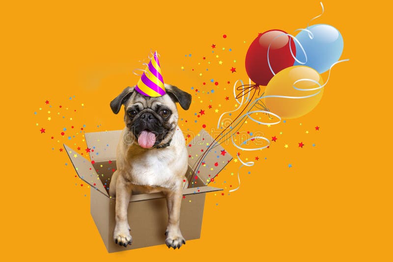 Congratulation. Greeting card Happy Birthday. Dog pug. Box, balloons and tinsel. Congratulation. Greeting card Happy Birthday. Dog pug. Box, balloons and tinsel.