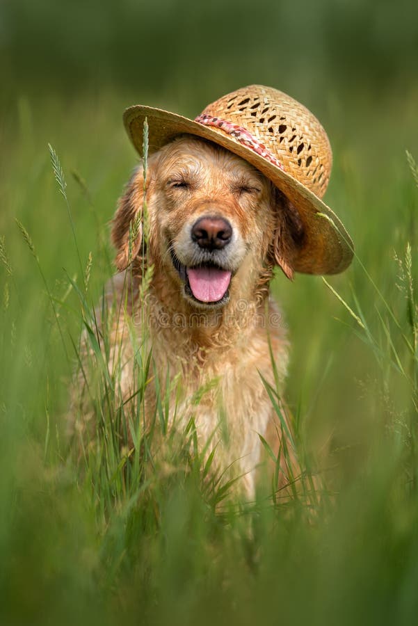 Szczęśliwy złoty pies w portrecie słomkowego kapelusza latem