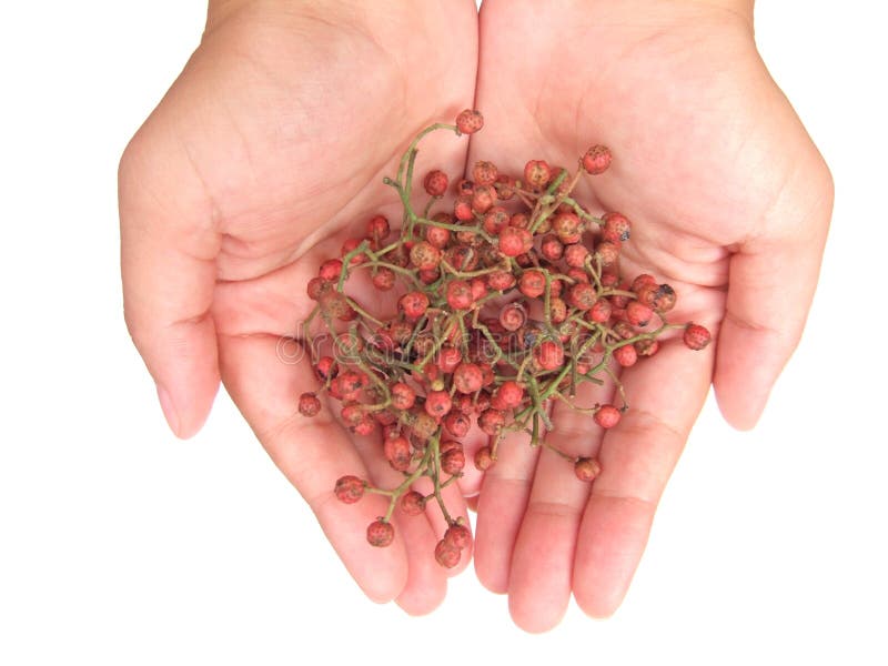 Szechuan pepper in hand