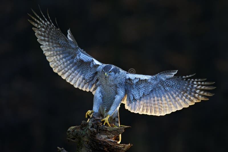 Szene Aciton-wild lebender Tiere vom Wald, mit Vogel Hühnerhabicht, fliegender Raubvogel mit offenen Flügeln mit Abendsonnenrückl