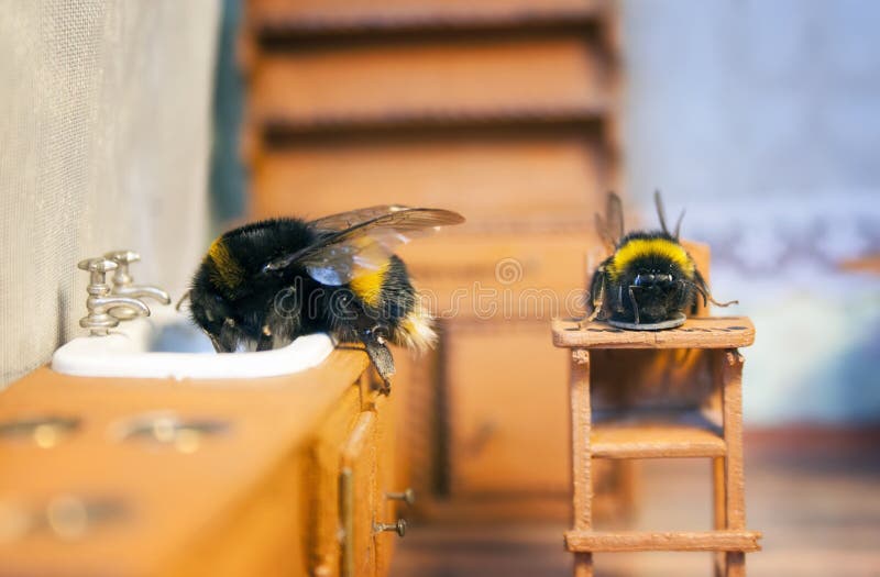 Szenen vom Leben der Hummelfamilie lizenzfreie stockfotos Szenen vom Leben der Hummelfamilie lizenzfreie stockfotos