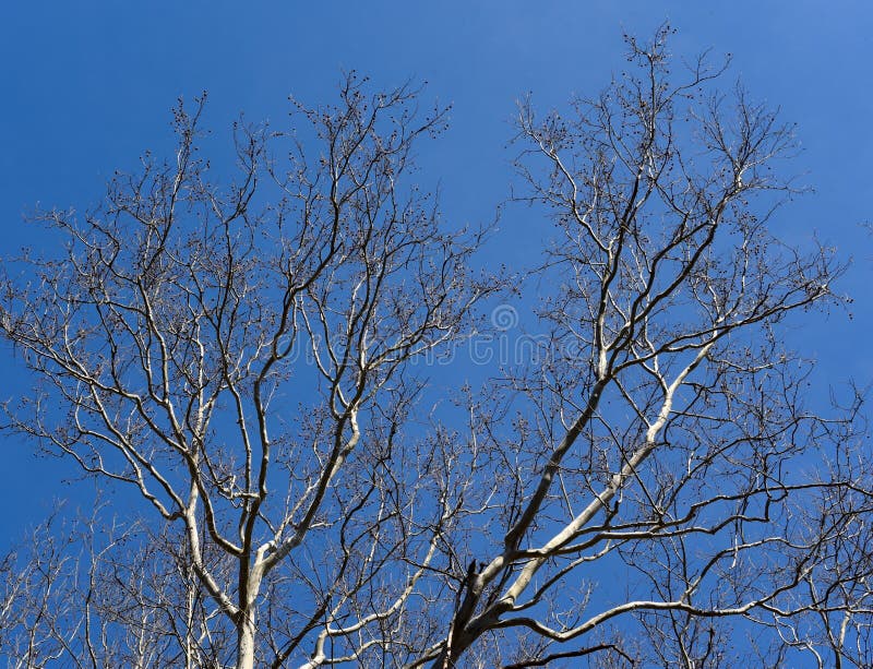 Szenische Landschaft der braunen und weißen Niederlassungen eines Platanenbaums silhouettiert gegen einen blauen Himmel lizenzfreies stockfoto Szenische Landschaft der braunen und weißen Niederlassungen eines Platanenbaums silhouettiert gegen einen blauen Himmel lizenzfreies stockfoto