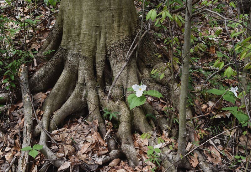 Szenische Landschaft eines großen weißen Trillium, der von den Wurzeln eines Baums der amerikanischen Buche wächst lizenzfreie stockbilder Szenische Landschaft eines großen weißen Trillium, der von den Wurzeln eines Baums der amerikanischen Buche wächst lizenzfreie stockbilder