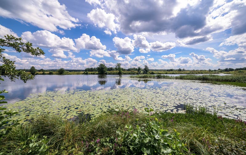 Szeroki kąta widok lata bagno i chmur odbicia w wodzie wśród żółtych wodnych leluj obrazy stock Szeroki kąta widok lata bagno i chmur odbicia w wodzie wśród żółtych wodnych leluj obrazy stock