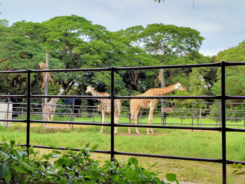 Szeroki obraz żyrafy w zielonym zoo obraz royalty free