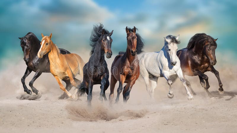 Horses run gallop free in desert dust against storm sky. Horses run gallop free in desert dust against storm sky