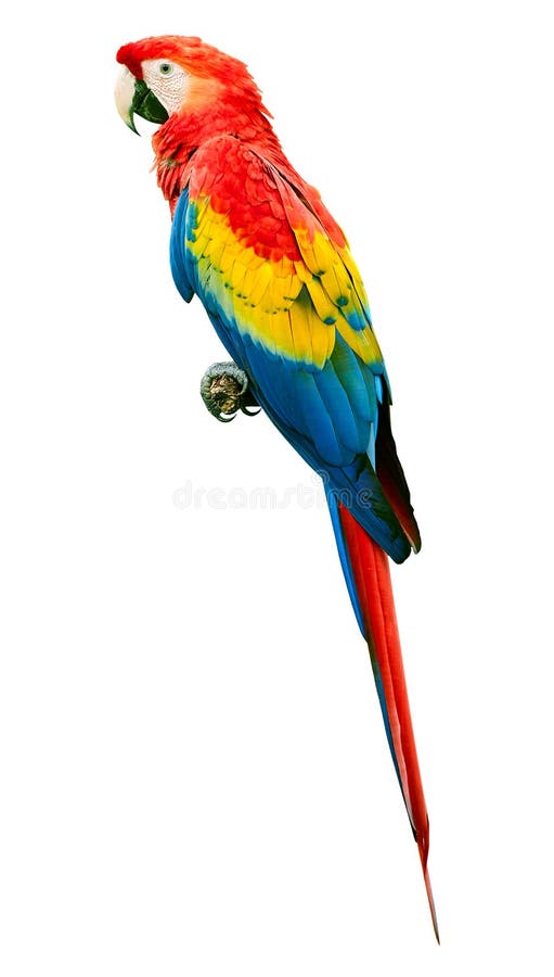 Szkarłatnych ara aronów Macao papuzi ptak odizolowywający na białym tle Wielka papuga