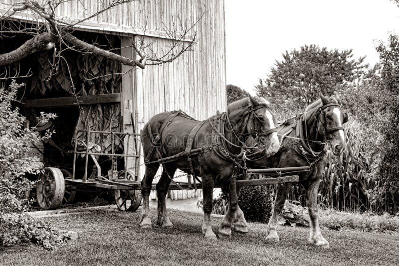 Szkiców konie Ciągnie Rolną furę z Amish stajni fotografia stock Szkiców konie Ciągnie Rolną furę z Amish stajni fotografia stock