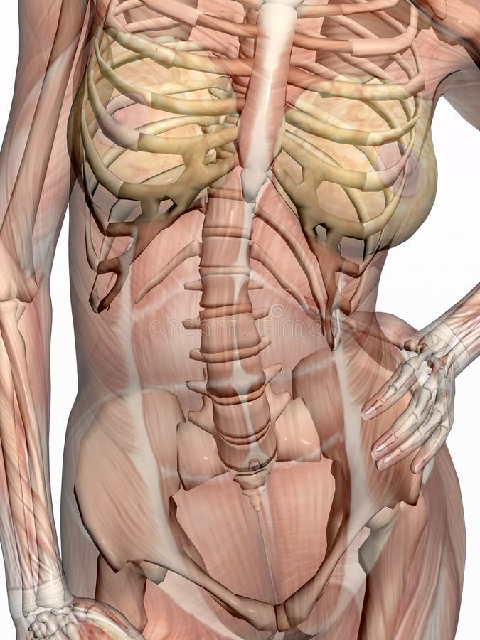 szkielet transparant mięsne anatomie ilustracja wektor szkielet transparant mięsne anatomie ilustracja wektor