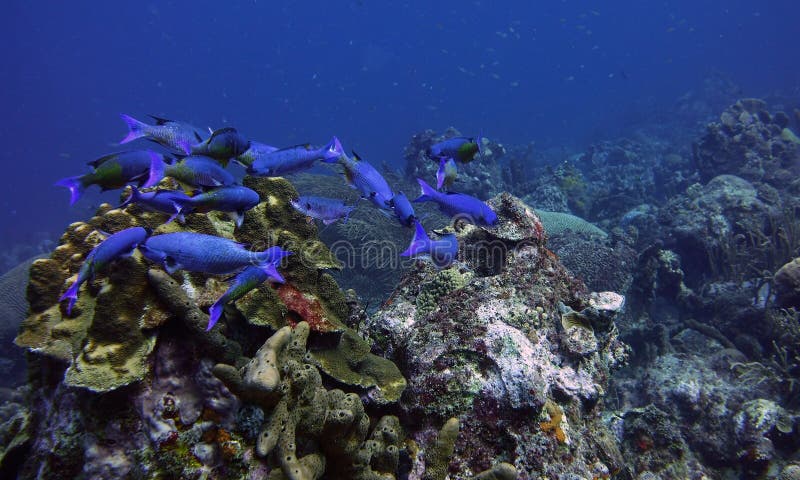 School of Creole Wrasse - Clepticus parrae tropical fish swimming in the coral reef. School of Creole Wrasse - Clepticus parrae tropical fish swimming in the coral reef