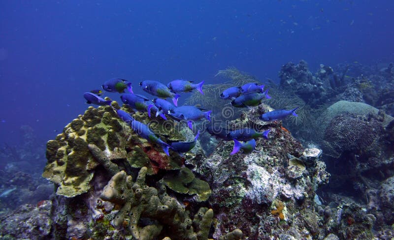 School of Creole Wrasse - Clepticus parrae tropical fish swimming in the coral reef. School of Creole Wrasse - Clepticus parrae tropical fish swimming in the coral reef