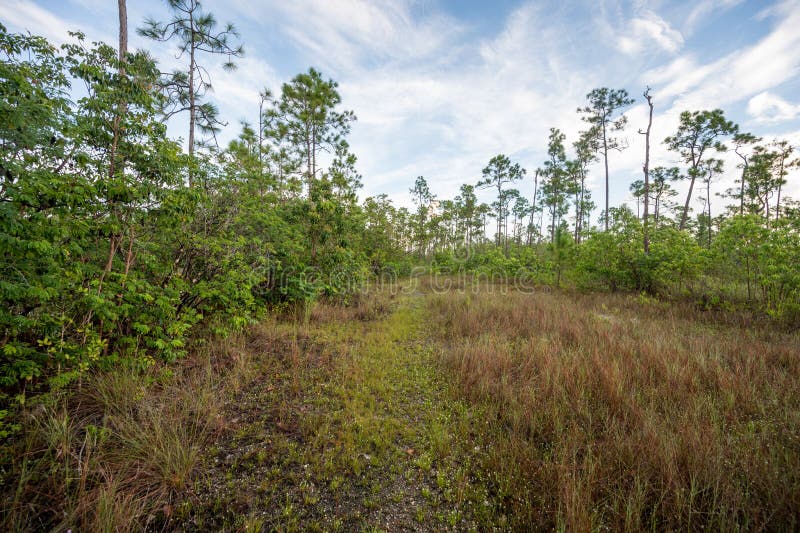 Szlak jeziora sosnowego w parku narodowym everglades. obrazy royalty free