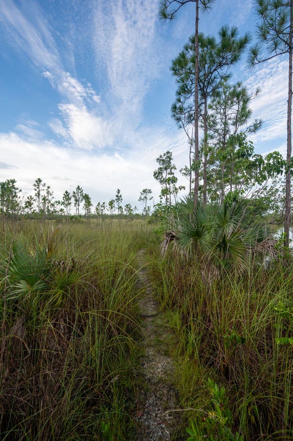 Szlak jeziora sosnowego w parku narodowym everglades. zdjęcie royalty free