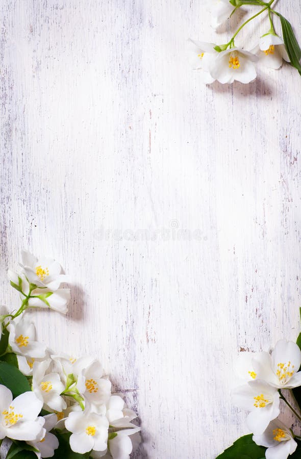 Art jasmine spring flowers frame on white background. Art jasmine spring flowers frame on white background