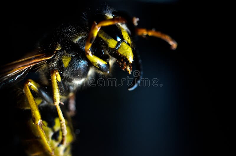 Wasp attack, dangerous and toxic animal, big black eyes on ugly and wicked face, black hearted, painful sting. Wasp attack, dangerous and toxic animal, big black eyes on ugly and wicked face, black hearted, painful sting