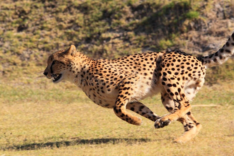 Szybki geparda bieg