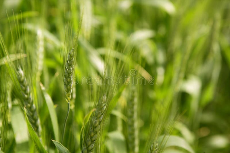 sädes- sativa fältgreenoat royaltyfria bilder sädes- sativa fältgreenoat royaltyfria bilder