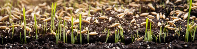 Säen und Samen und Mikrobenknospen auf Boden pflanzend