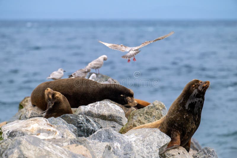 Sälar och sjöar vid havet royaltyfri fotografi