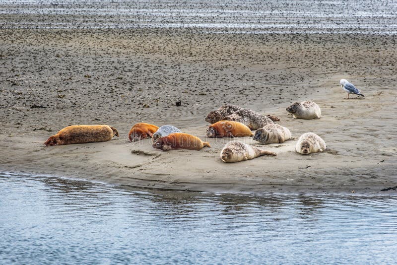 Seals resting at sandy banks between Esbjerg and Fanoe,Denmark. Seals resting at sandy banks between Esbjerg and Fanoe,Denmark