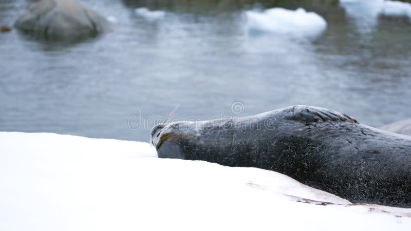 Weddell seal - Leptonychotes weddellii - lying in the snow at Portal Point, Antarctica. Weddell seal - Leptonychotes weddellii - lying in the snow at Portal Point, Antarctica
