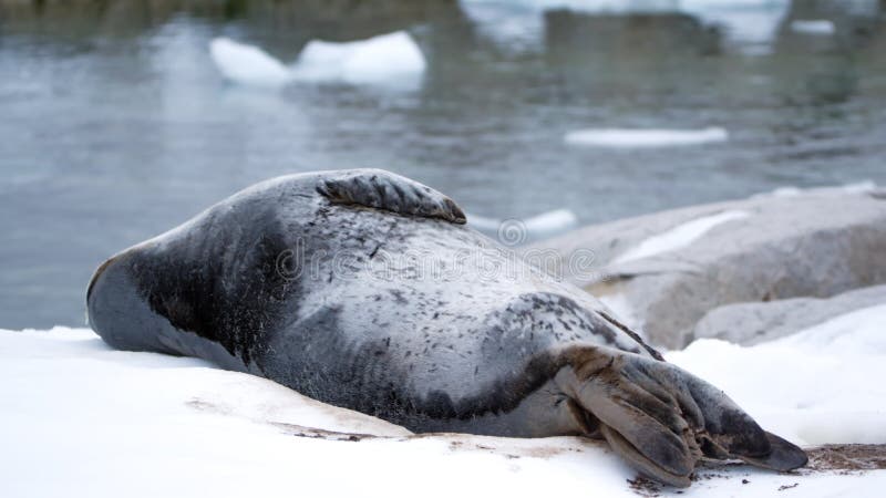 Weddell seal - Leptonychotes weddellii - lying in the snow at Portal Point, Antarctica. Weddell seal - Leptonychotes weddellii - lying in the snow at Portal Point, Antarctica