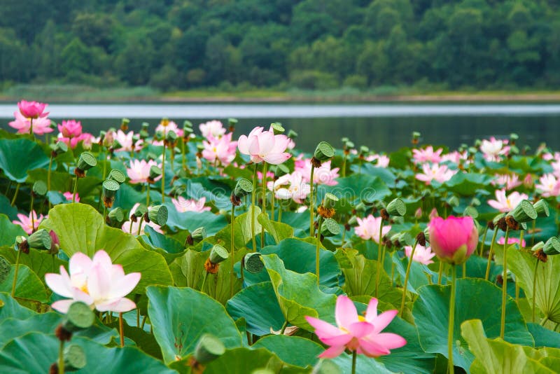 Sällsynta och härliga Lotus blommor arkivbild Sällsynta och härliga Lotus blommor arkivbild