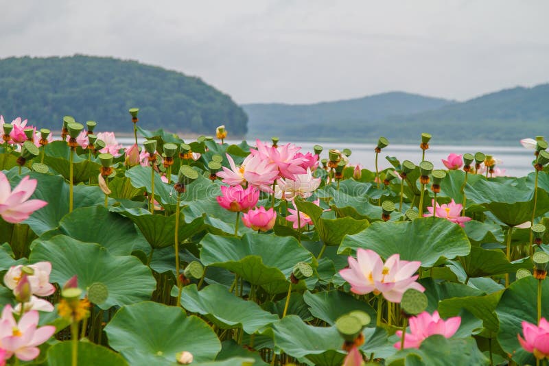 Sällsynta och härliga Lotus blommor arkivbild Sällsynta och härliga Lotus blommor arkivbild