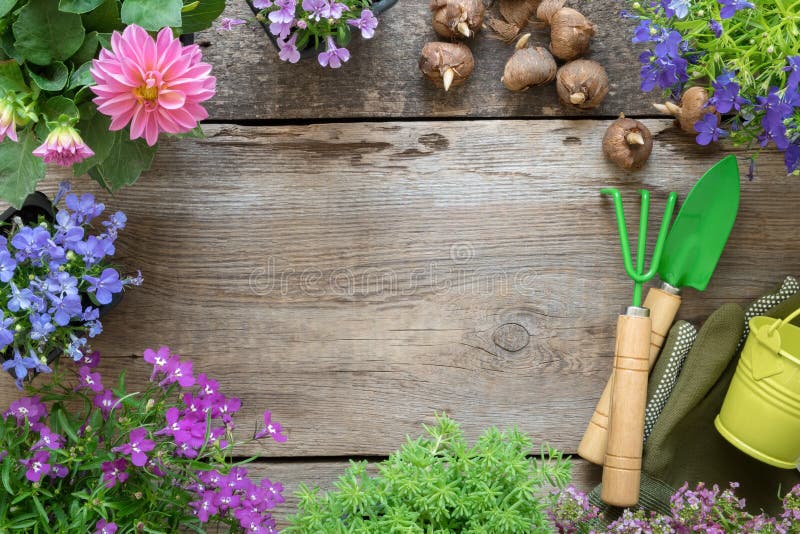Sämling von Gartenpflanzen und von Blumen Gartengeräte Beschneidungspfad eingeschlossen stockfotografie Sämling von Gartenpflanzen und von Blumen Gartengeräte Beschneidungspfad eingeschlossen stockfotografie