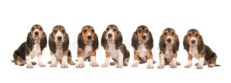 Sänfte von Dachshund 7 artesien normand Hündchen, die in Folge neben einander sitzen lizenzfreies stockfoto Sänfte von Dachshund 7 artesien normand Hündchen, die in Folge neben einander sitzen lizenzfreies stockfoto