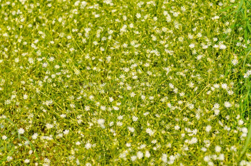 Sätta in av stjärnor fotografering för bildbyråer Sätta in av stjärnor fotografering för bildbyråer