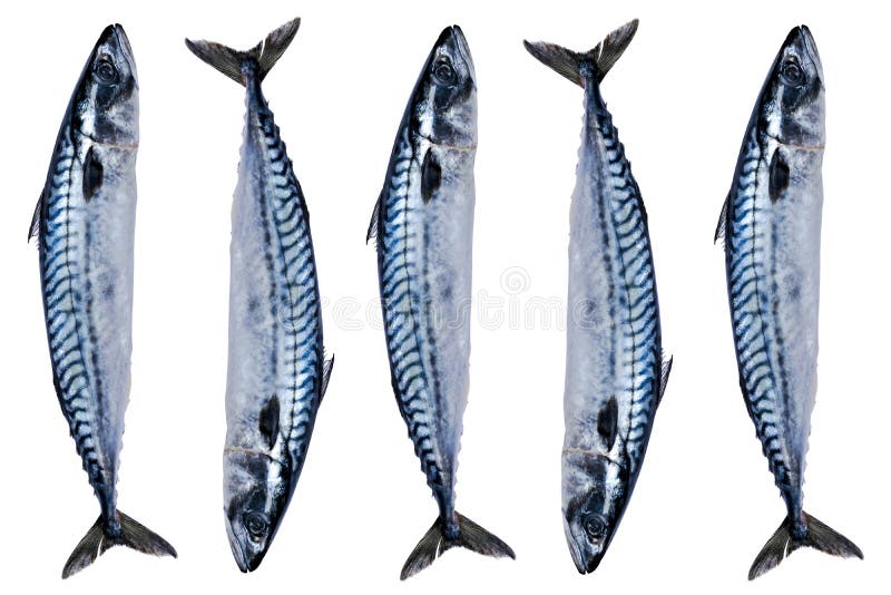Sätta makrillfisk isolerad på vit bakgrund. fryst fisk. atlantisk fisk. makrill. makrillmönster. makrillstruktur. arkivbild