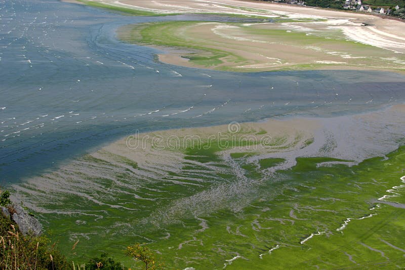 sätta på land bretagne räknad för saintsanden för en gr michel seaweed ve fotografering för bildbyråer sätta på land bretagne räknad för saintsanden för en gr michel seaweed ve fotografering för bildbyråer